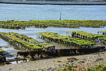 Oyster farm in South Brittany 