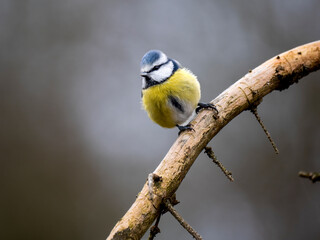 Blaumeise (Cyanistes caeruleu)