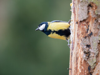 Kohlmeise (Parus major)