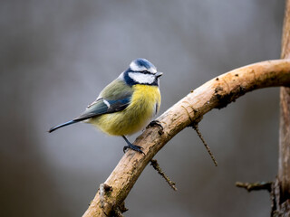 Blaumeise (Cyanistes caeruleu)