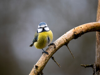 Blaumeise (Cyanistes caeruleu)