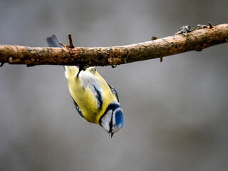 Blaumeise (Cyanistes caeruleu)