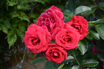 bunch of red roses, red flowers on shrub roses
