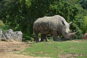 Ceratotherium simum_White Rhino in a Zoo