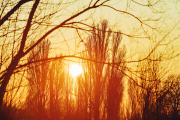 Winter abstract landscape with trees on sunset light