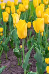 Bright yellow tulips bloom in sunny garden during springtime in flowerbed in garden or park. Flowers are surrounded by fresh green leaves, beauty of spring, landscape design element, decor for garden