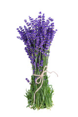 Bouquet of fresh blooming lavender flowers with green stems tied together isolated on white, transparent background. Design element, aromatherapy, medical herb