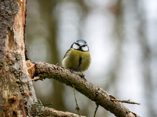 Blaumeise (Cyanistes caeruleu)