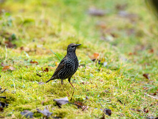 Star (Sturnus vulgaris)