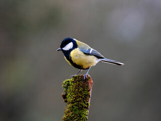Kohlmeise (Parus major)