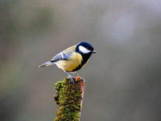 Kohlmeise (Parus major)