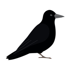 Vector flat hand drawn crow isolated on white background