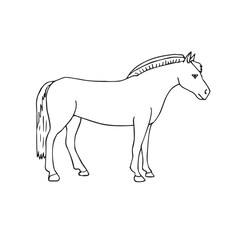Vector hand drawn sketch doodle outline fiord horse isolated on white background