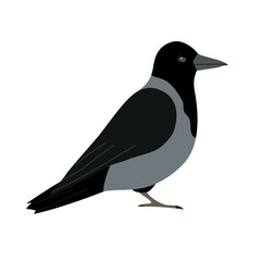 Vector flat hand drawn crow isolated on white background