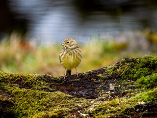 Goldammer (Emberiza citrinella)