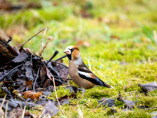 Kernbeißer (Coccothraustes coccothraustes)