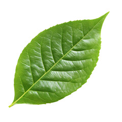 Obraz premium Close-Up of a Fresh Green Leaf – Vibrant Nature Texture