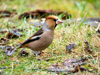 Kernbeißer (Coccothraustes coccothraustes)