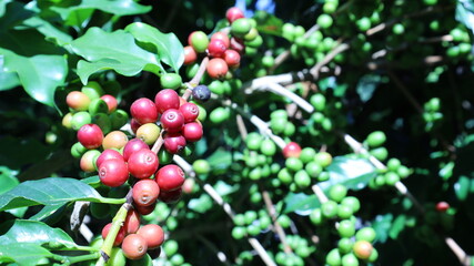 Ripe coffee beans on tree. Close up of red Arabica coffee berries on its branches in outdoor garden on blurred green leaves background with copy space with selective focus.