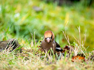 Kernbeißer (Coccothraustes coccothraustes)