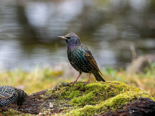Star (Sturnus vulgaris)