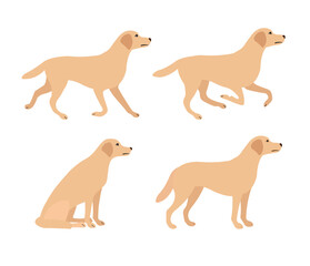 Vector set of flat hand drawn labrador dog isolated on white background