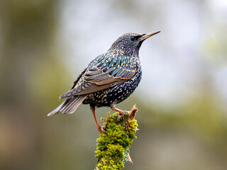 Star (Sturnus vulgaris)