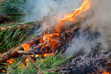 fire in the forest
