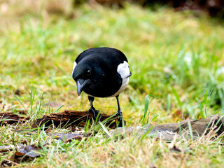Elster (Pica pica)