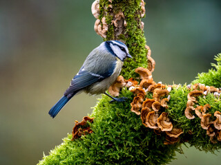 Blaumeise (Cyanistes caeruleu)