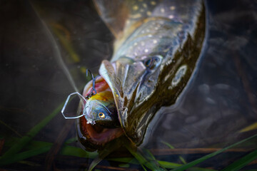 Fishing background. Hard bait fishing lures.	