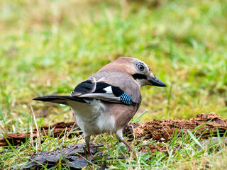 Eichelh&auml;her (Garrulus glandarius)  