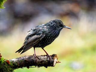 Star (Sturnus vulgaris)