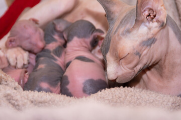 Beautiful sphinx kitten sleeps with her newborn kittens