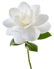 Obraz premium Pristine gardenia flower displaying soft ivory petals and lush emerald foliage, resting against immaculate white backdrop
