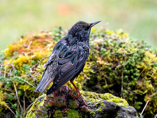 Star (Sturnus vulgaris)