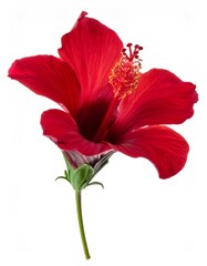 Fototapeta premium Vivid red hibiscus flower blossoming, showcasing intricate petals with crisp white studio backdrop, emphasizing natural botanical beauty