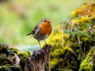 Rotkehlchen (Erithacus rubecula)