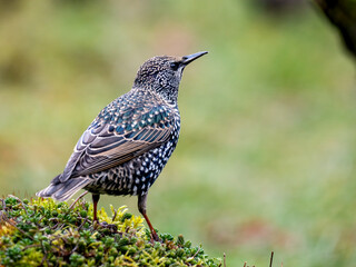 Star (Sturnus vulgaris)