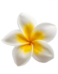 Fototapeta premium Close up of a single plumeria flower with creamy white and yellow petals, creating a serene and elegant image