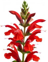 Studio shot of a firefly salvia with vibrant red and orange flowers, isolated on a white background