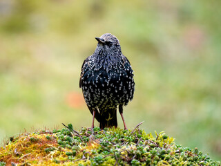 Star (Sturnus vulgaris)