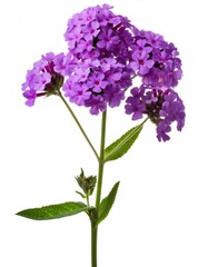 Obraz premium Purple firefly verbena blooming, vibrant green leafed stem, pristine white backdrop, isolated floral detail