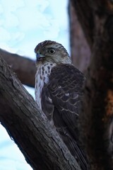 Cooper's hawk (Astur cooperii) is a medium-sized hawk native to the North American continent.