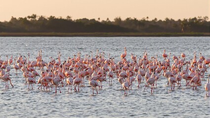 Obraz premium Beautiful flock of flamingos wading in lagoon at dusk pink feathers glowing in suns warm light tropical trees silhouetted on horizon