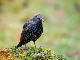 Star (Sturnus vulgaris)