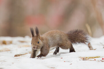 ジャンプするエゾリス