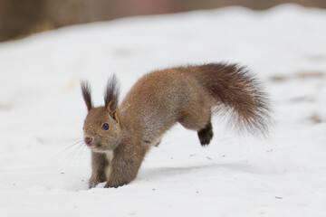 ジャンプするエゾリス