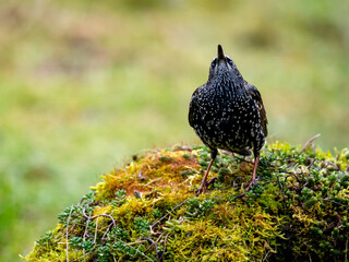 Star (Sturnus vulgaris)