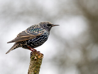 Star (Sturnus vulgaris)